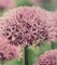 New York Flowering Ornamental Onion Allium 8 Bulbs - 10/12 cm - New